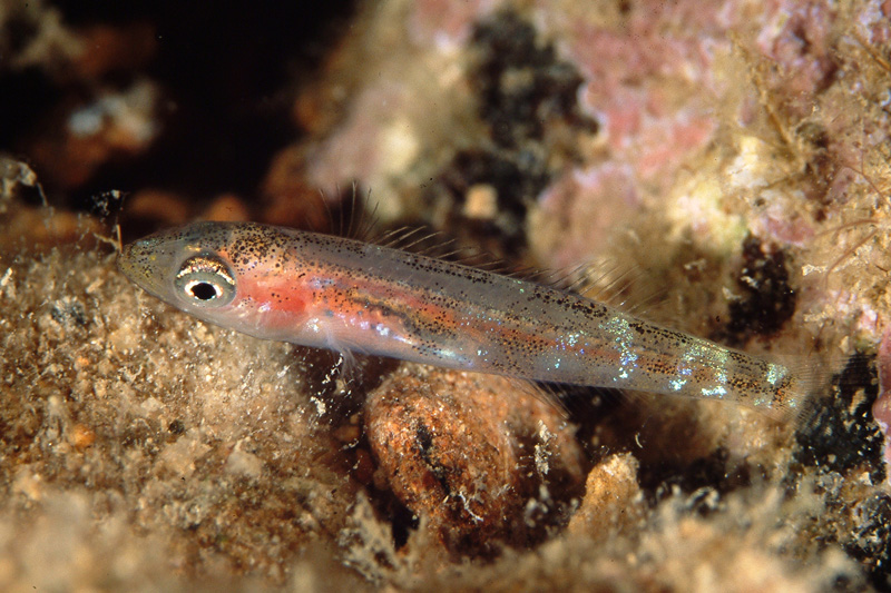 juvenile Sarpa salpa e juvenile Spicara sp.